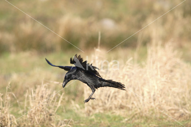 Raaf (Corvus corax)