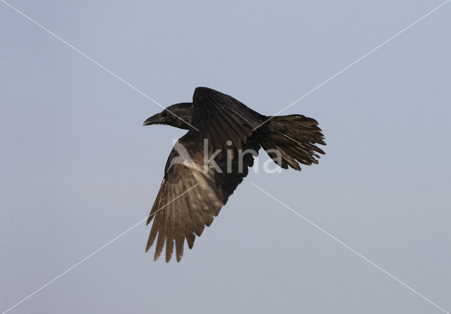 Raaf (Corvus corax)