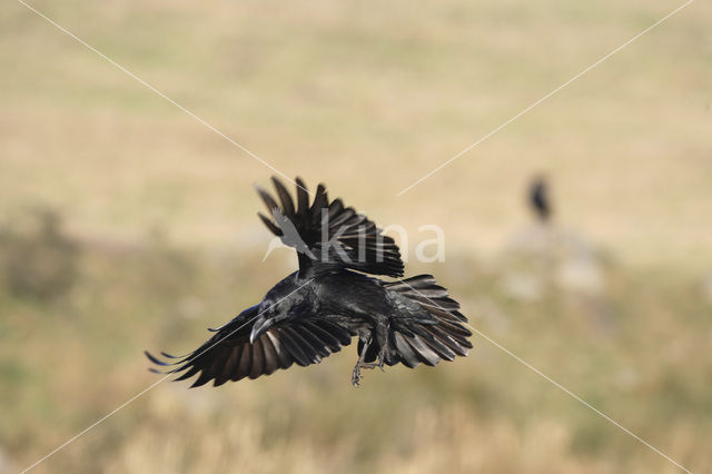 Raaf (Corvus corax)