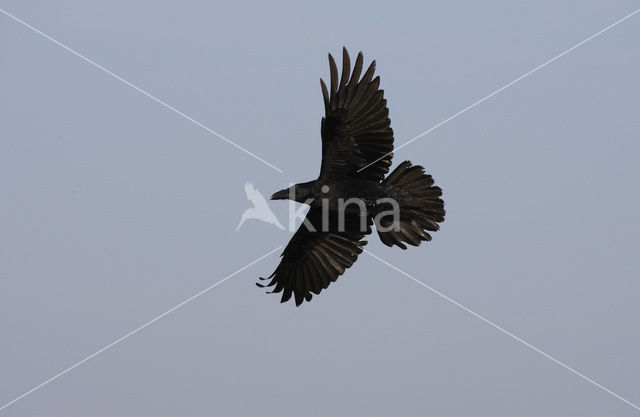 Raaf (Corvus corax)