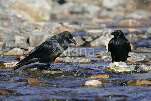 Raaf (Corvus corax)