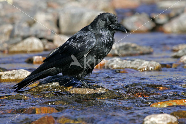 Raaf (Corvus corax)