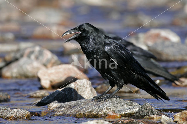 Raaf (Corvus corax)