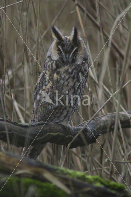 Ransuil (Asio otus)