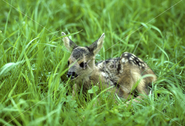 Ree (Capreolus capreolus)