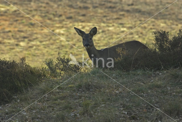 Ree (Capreolus capreolus)