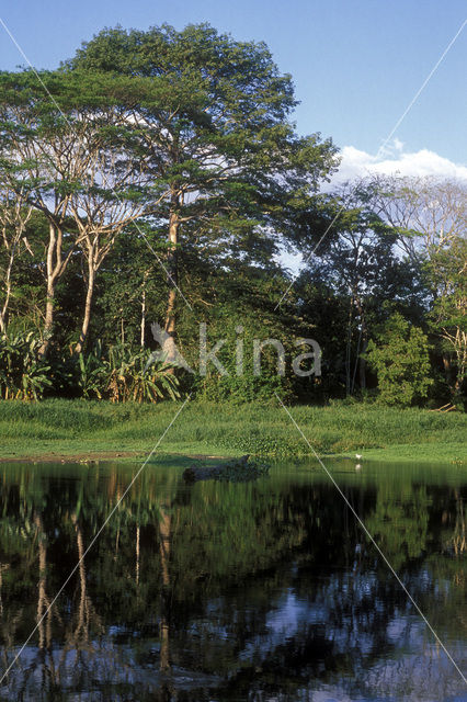 Reiger (Ardea spec)