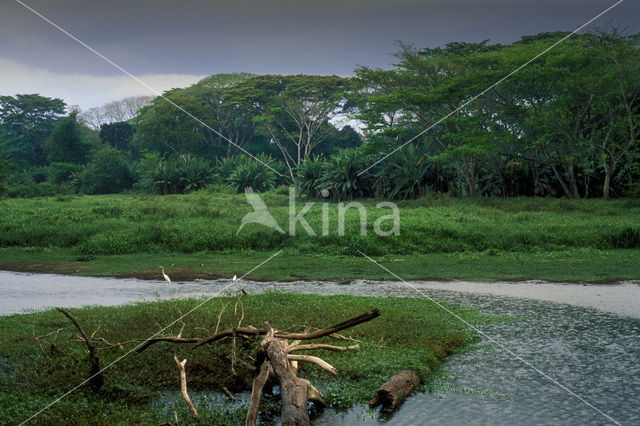 Reiger (Ardea spec)