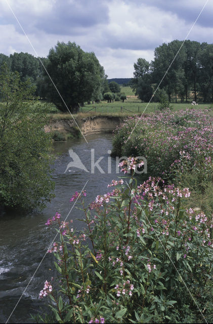 Reuzenbalsemien (Impatiens glandulifera)