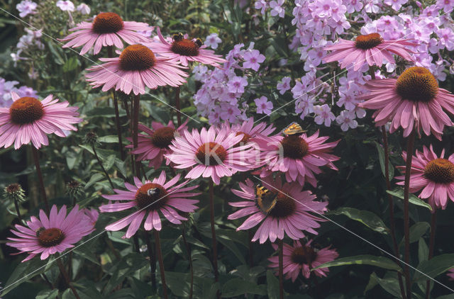 Rode zonnehoed (Echinacea purpurea)