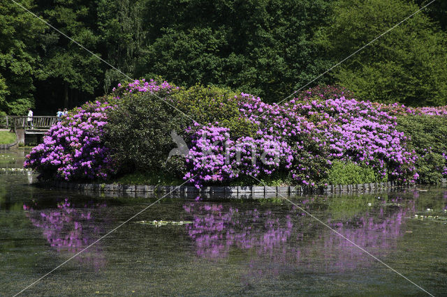 Rododendron (Rhododendron)