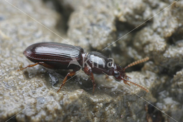 Roodbruine Graver (Clivina fossor)