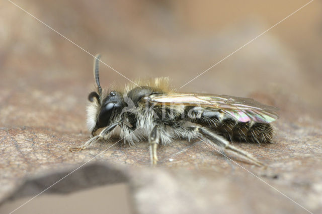 Roodbuikje (Andrena ventralis)