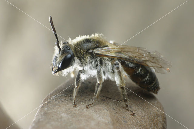 Roodbuikje (Andrena ventralis)