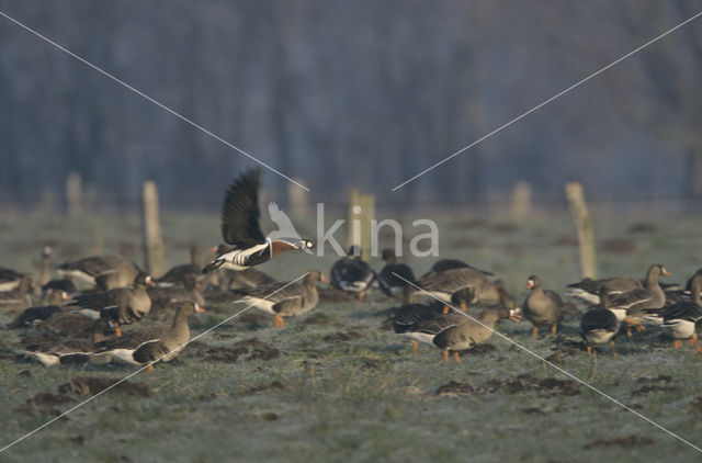 Roodhalsgans (Branta ruficollis)