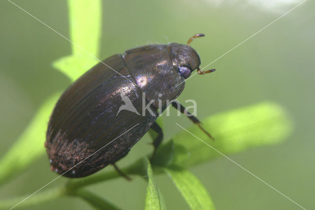 Roodpootwatertor (Hydrobius fuscipes)