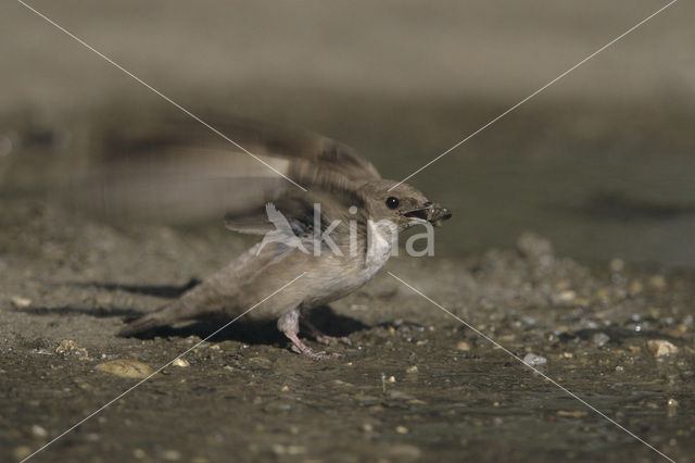 Rotszwaluw (Hirundo rupestris)