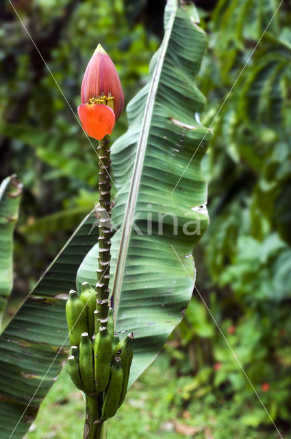 roze dwerg banaan (Musa velutina)