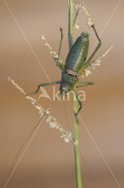 Sabelsprinkhaan (Uromenus rugosicollis)