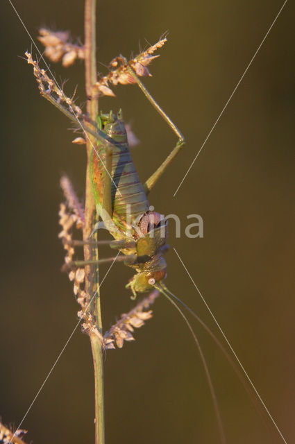 Sabelsprinkhaan (Uromenus rugosicollis)