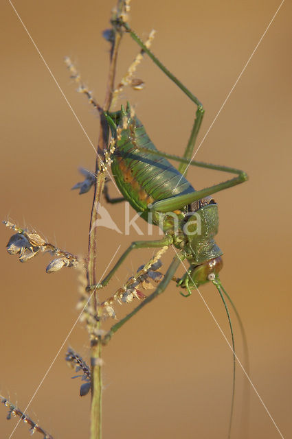 Sabelsprinkhaan (Uromenus rugosicollis)