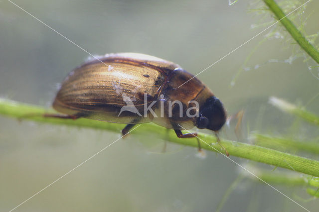 scavenger waterbeetle (Enochrus testaceus)