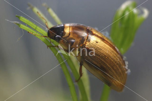 scavenger waterbeetle (Enochrus testaceus)