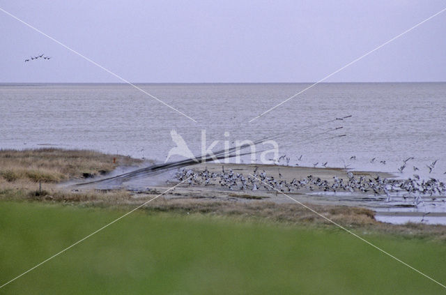 Scholekster (Haematopus ostralegus)