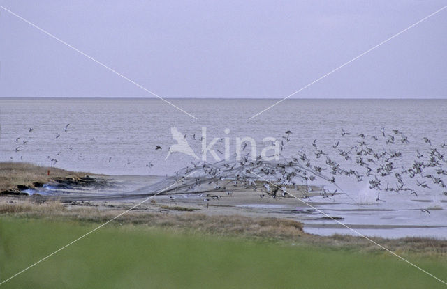 Scholekster (Haematopus ostralegus)