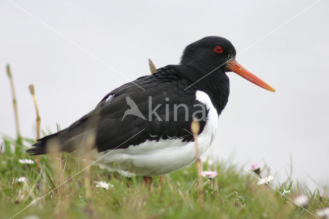 Scholekster (Haematopus ostralegus)