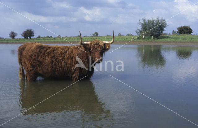 Schotse Hooglander