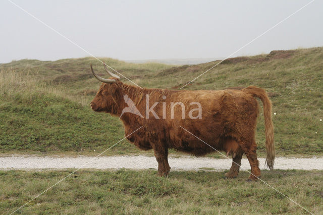 Schotse Hooglander