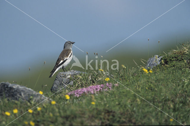 White-winged Snowfinch (Montifringilla nivalis)