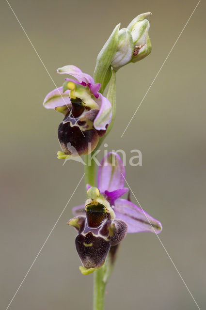 Sniporchis (Ophrys scolopax)