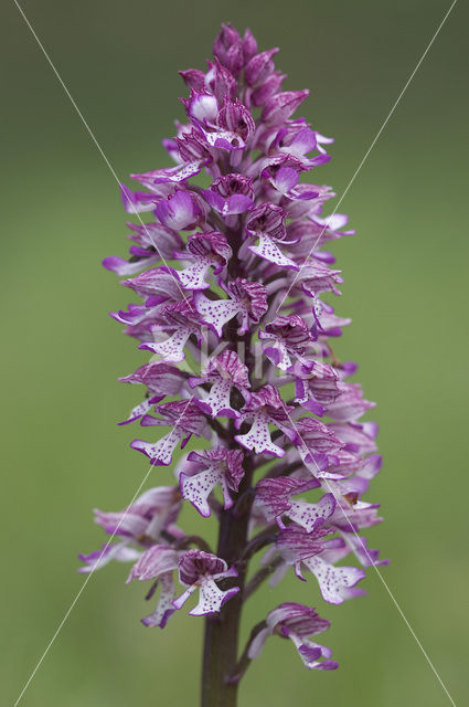 Soldaatje x Purperorchis (Orchis militaris x Orchis purpurea)