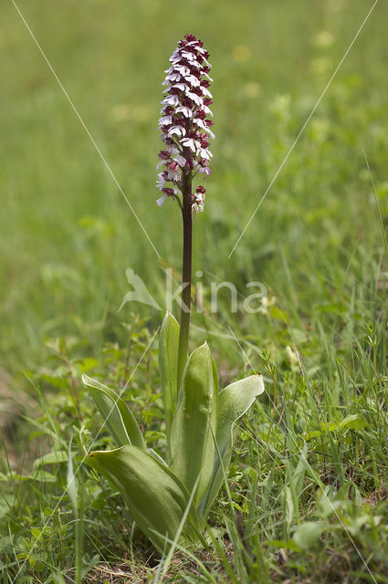 Soldaatje (Orchis militaris)