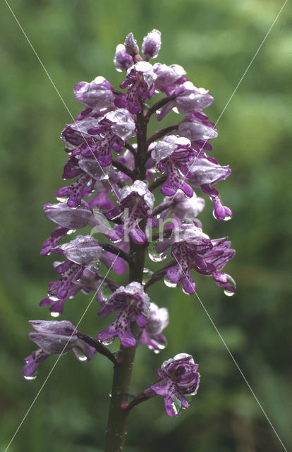 Soldaatje (Orchis militaris)