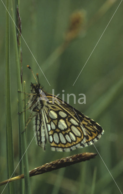 Spiegeldikkopje (Heteropterus morpheus)