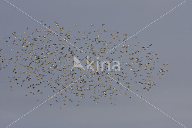 European Starling (Sturnus vulgaris)