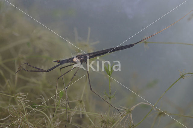 Waterstick insect