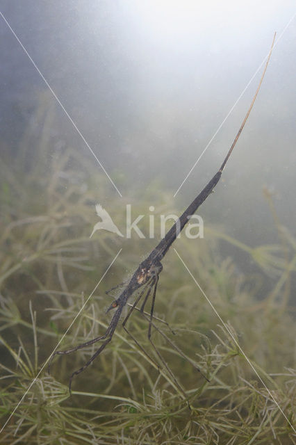 Waterstick insect