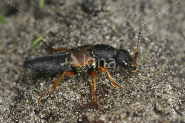 Staphylinus dimidiaticornis