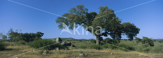 holly oak (Quercus ilex)