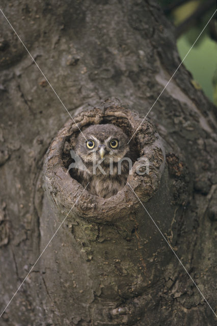 Steenuil (Athene noctua)