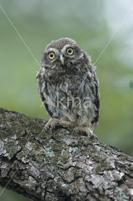 Steenuil (Athene noctua)