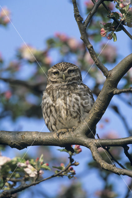 Steenuil (Athene noctua)