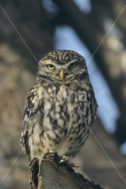 Steenuil (Athene noctua)