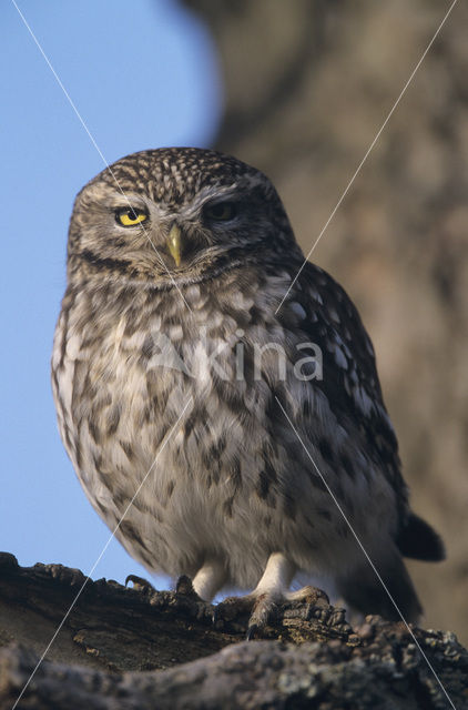 Steenuil (Athene noctua)