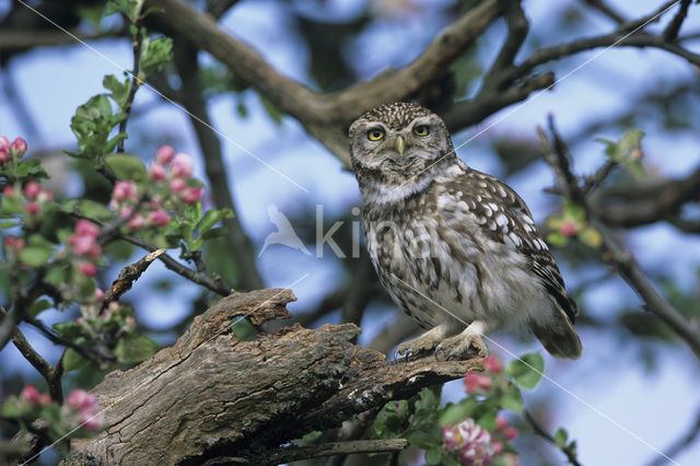 Steenuil (Athene noctua)