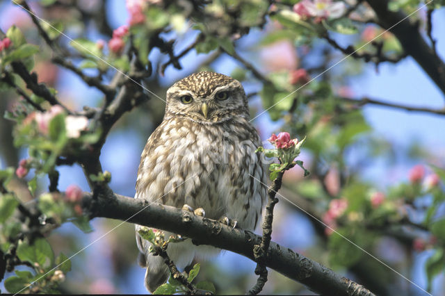 Steenuil (Athene noctua)